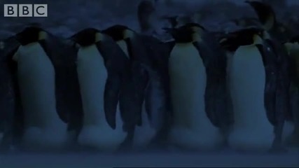 Emperor Penguins in Antarctica - Bbc Planet Earth 