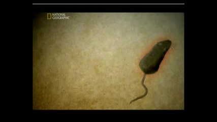 Най - Опасните Животни В Света - Амазония,  Част 10.flv