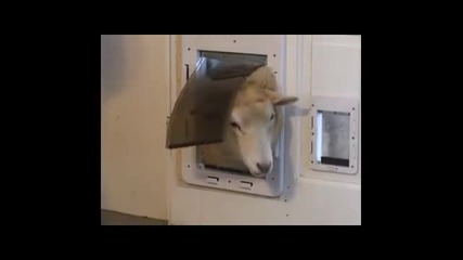 куче,котка и овца