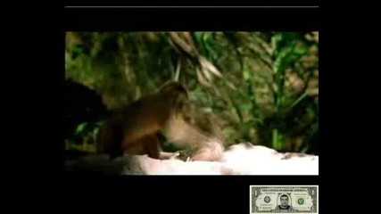 Умна маймуна.flv