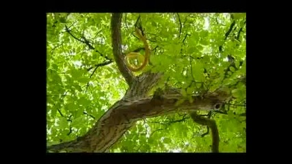 Скрита камера : Изгубих си змията (смях)