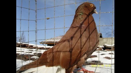 моите Николаевски гълъб 