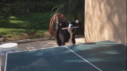 Куче играе тенис на маса
