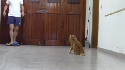 Котка с вратарски умения