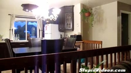 Малко коте с лъвски скок 