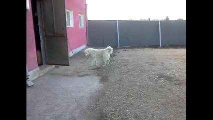 Maks na6iqt paza4 