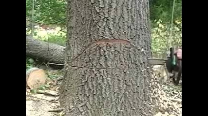 Stihl - Как Се Поваля Дърво