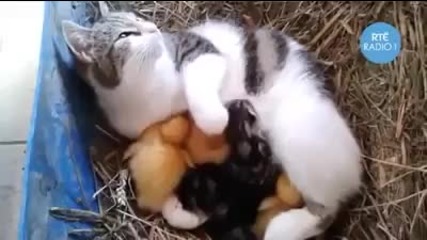 котка гледа малките си и малки пиленца
