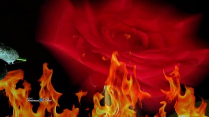 Roses And Flames - Daniela de Santos (pan flute music)