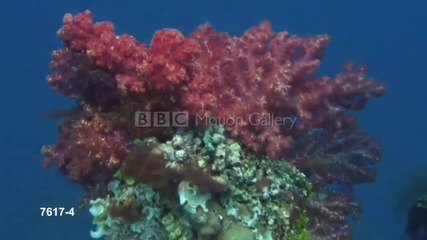 Hd Life in the Blue from Bbc Motion Gallery