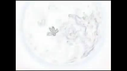 Bleach Amv