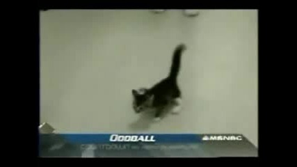 Котка Инвалид