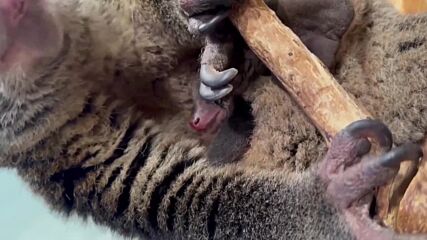 В зоопарка в Берлин се роди торбесто мече от застрашен вид (ВИДЕО)