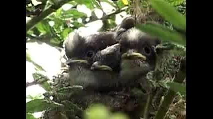 Гнездо с малки гладни  птичета
