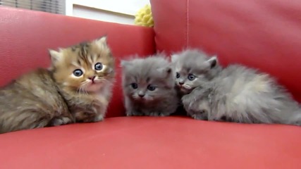 Малки сладки котенца.