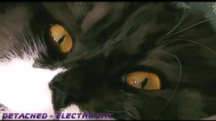 Detached - Electro Cat