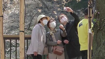 Хиляди се стекоха, за да се насладят на цъфналите вишни „сакура” в Токио