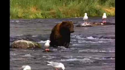 Bear. 21