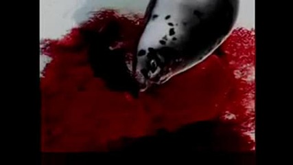 Няма по - голям звяр от човека...!!! Canadas Seal Slaughter