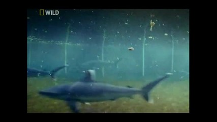 Грандиозни премествания на животни Акули (част 2/4) Бг Аудио 
