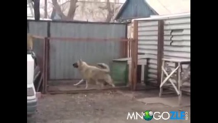 Куче влиза яко в ритъм