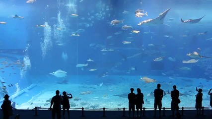 Най - Големия Аквариум в Света 