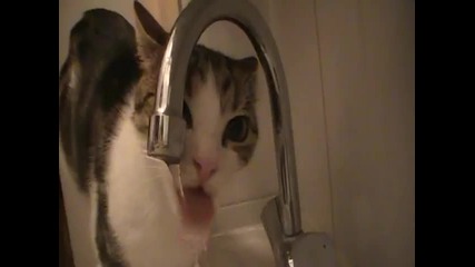 100% Смях !! Котка пие от чешмата !!