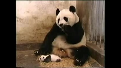 Панда киха и стряска майка си (луд смях)