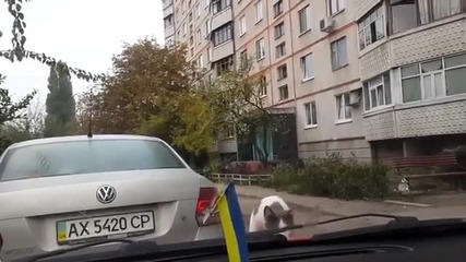 Летящата котка