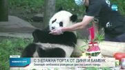 Организираха групово парти по случай рождения ден на шест панди