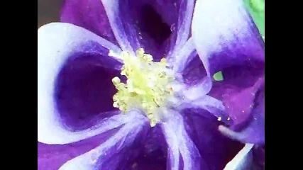 Rain, Flowers and Birds