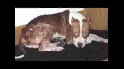 Pit Bull Terrier