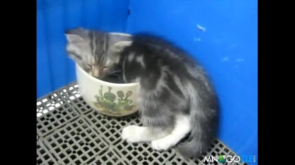 Сладко коте заспива в чашката си