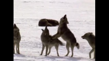 Nature's Perfect Predators Grey Wolf
