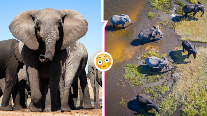 Мистерия: слонове масово умират в Ботсвана, каква е причината
