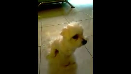 Куче се усмихва 