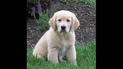 Golden Retriever - puppies