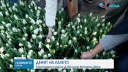 В Нидерландия отбелязваха Деня на лалето