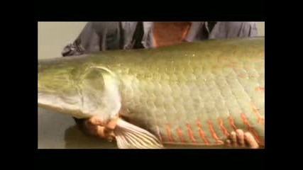 River Monsters - Giant Arapaima in the Amazon 