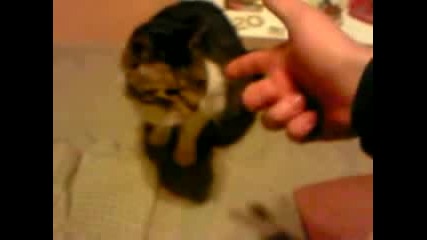 Удивително коте