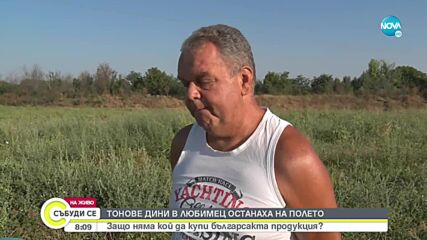 Защо тонове дини в Любимец останаха на полето
