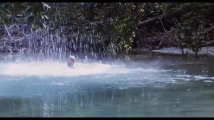 Lord of the flies