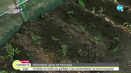 ДВОЙНО ПО-СКЪП РАЗСАД: Ще поскъпне ли реколтата