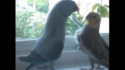 Влюбени папагалчета си дават целувки