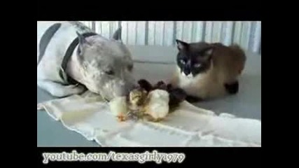 животните са по дружелюбни от нас