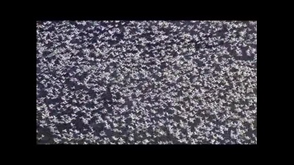 Планетата Земя - Сладка вода (4 - част) 