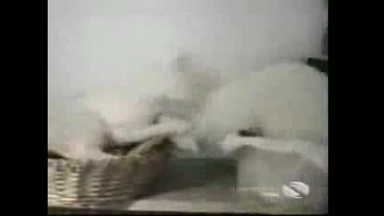 Very Crazy Cats