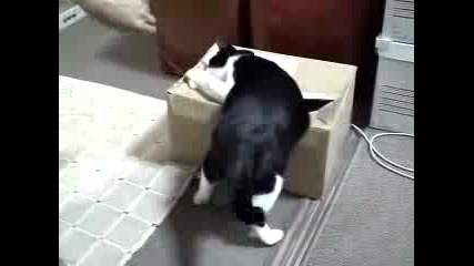 Котка В Кашон