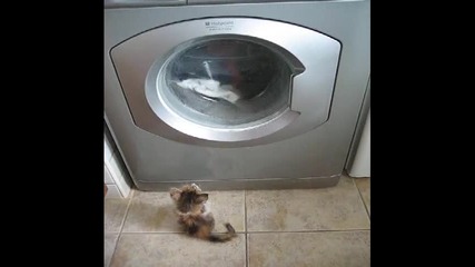 Коте помага с прането