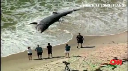 Гигантска акула изхвърлена на брега
